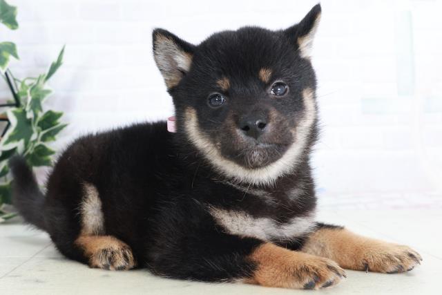 広島県の柴犬(標準サイズ) (Coo&RIKU東広島店/2025年9月13日生まれ/女の子/黒)の子犬の2枚目の画像