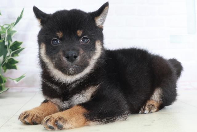 広島県の柴犬(標準サイズ) (Coo&RIKU東広島店/2025年9月13日生まれ/女の子/黒)の子犬の3枚目の画像