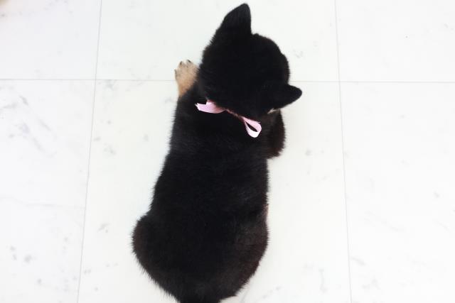 広島県の柴犬(標準サイズ) (Coo&RIKU東広島店/2025年9月13日生まれ/女の子/黒)の子犬の4枚目の画像