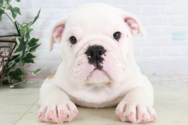 岡山県のブルドッグ (Coo&RIKU岡山店/2025年9月11日生まれ/男の子/レッドホワイト)の子犬の1枚目の画像