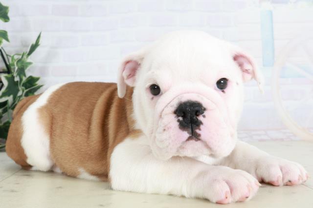 岡山県のブルドッグ (Coo&RIKU岡山店/2025年9月11日生まれ/男の子/レッドホワイト)の子犬の2枚目の画像