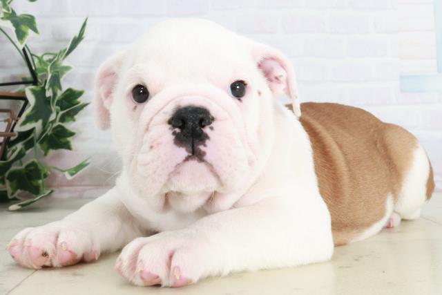 岡山県のブルドッグ (Coo&RIKU岡山店/2025年9月11日生まれ/男の子/レッドホワイト)の子犬の3枚目の画像