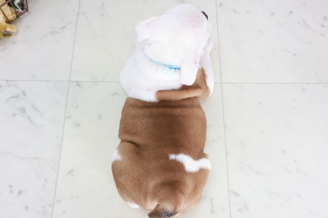 岡山県のブルドッグ (Coo&RIKU岡山店/2025年9月11日生まれ/男の子/レッドホワイト)の子犬の4枚目の画像