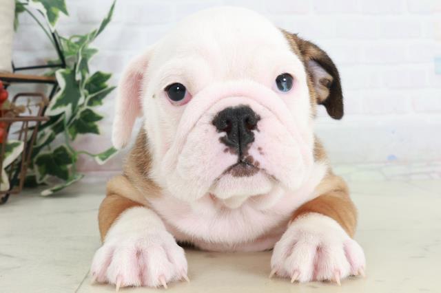 広島県のブルドッグ (Coo&RIKUゆめタウン大竹店/2025年9月11日生まれ/女の子/レッドホワイト)の子犬の1枚目の画像