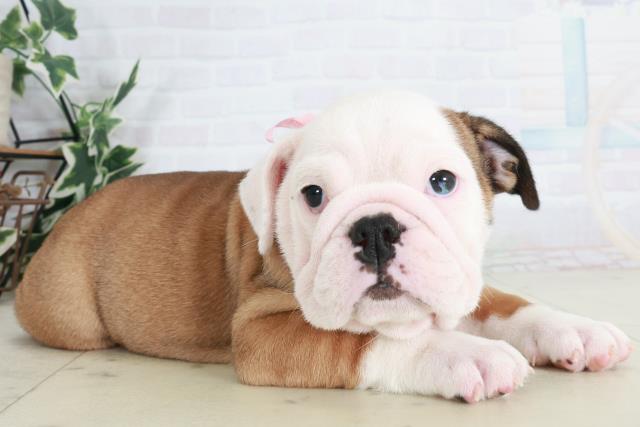 広島県のブルドッグ (Coo&RIKUゆめタウン大竹店/2025年9月11日生まれ/女の子/レッドホワイト)の子犬の2枚目の画像