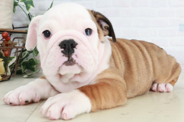 広島県のブルドッグ (Coo&RIKUゆめタウン大竹店/2025年9月11日生まれ/女の子/レッドホワイト)の子犬の3枚目の画像