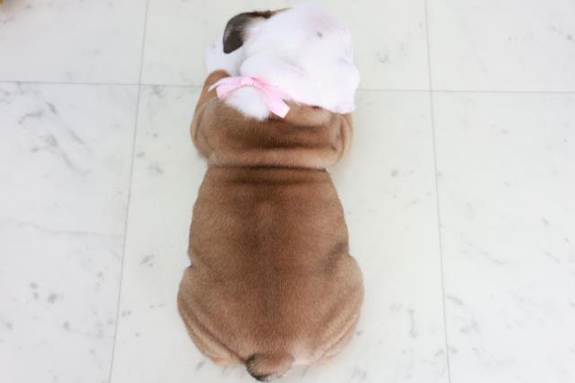 広島県のブルドッグ (Coo&RIKUゆめタウン大竹店/2025年9月11日生まれ/女の子/レッドホワイト)の子犬の4枚目の画像