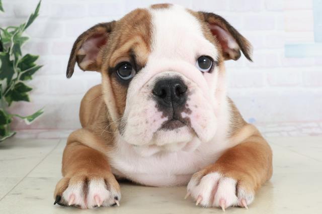 広島県のブルドッグ (Coo&RIKU福山店/2025年9月11日生まれ/女の子/レッドホワイト)の子犬の1枚目の画像