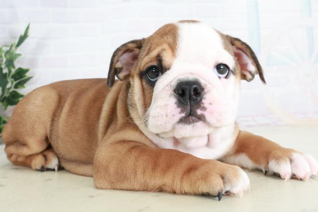 広島県のブルドッグ (Coo&RIKU福山店/2025年9月11日生まれ/女の子/レッドホワイト)の子犬の2枚目の画像