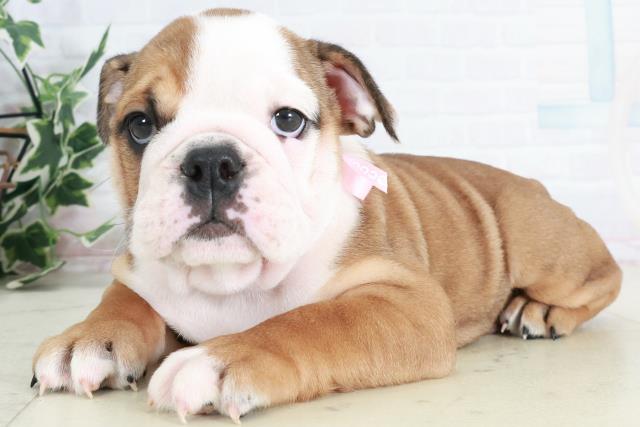 広島県のブルドッグ (Coo&RIKU福山店/2025年9月11日生まれ/女の子/レッドホワイト)の子犬の3枚目の画像