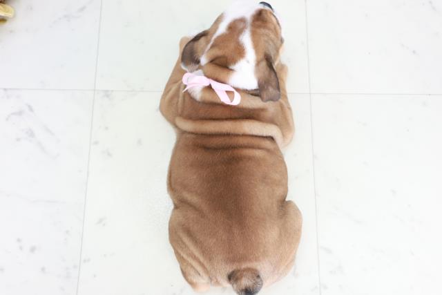 広島県のブルドッグ (Coo&RIKU福山店/2025年9月11日生まれ/女の子/レッドホワイト)の子犬の4枚目の画像