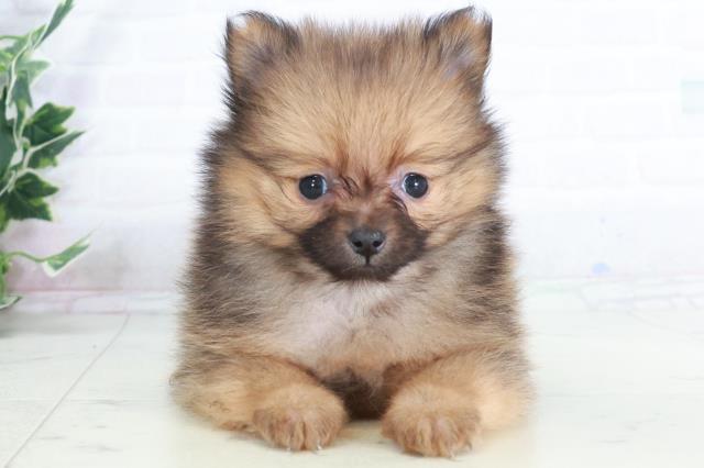 鳥取県のポメラニアン (Coo&RIKUラ・ムー鳥取東店/2025年9月13日生まれ/女の子/オレンジセーブル)の子犬の1枚目の画像