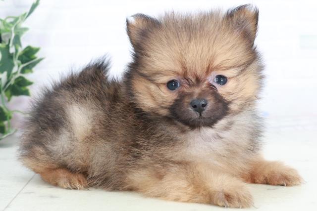 鳥取県のポメラニアン (Coo&RIKUラ・ムー鳥取東店/2025年9月13日生まれ/女の子/オレンジセーブル)の子犬の2枚目の画像