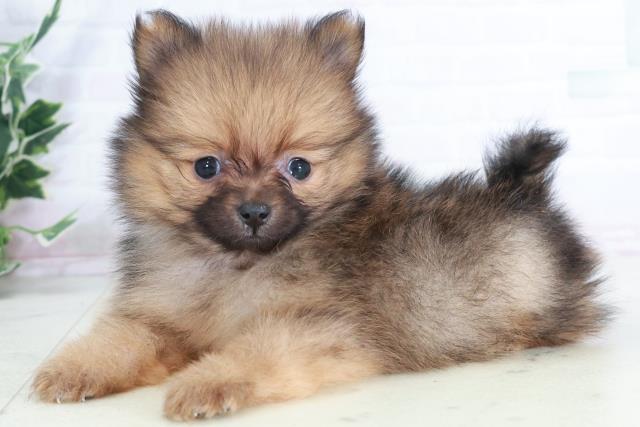 鳥取県のポメラニアン (Coo&RIKUラ・ムー鳥取東店/2025年9月13日生まれ/女の子/オレンジセーブル)の子犬の3枚目の画像