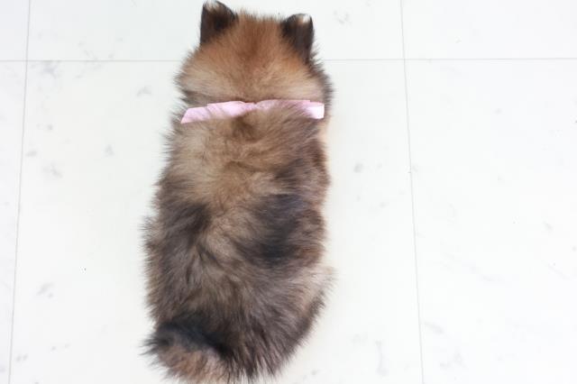 鳥取県のポメラニアン (Coo&RIKUラ・ムー鳥取東店/2025年9月13日生まれ/女の子/オレンジセーブル)の子犬の4枚目の画像