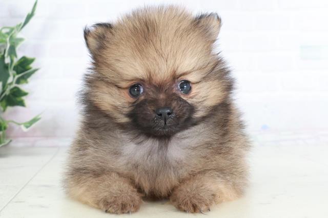 福岡県のポメラニアン (Coo&RIKU久留米店/2025年9月13日生まれ/女の子/オレンジセーブル)の子犬の1枚目の画像