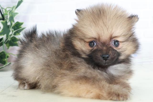 福岡県のポメラニアン (Coo&RIKU久留米店/2025年9月13日生まれ/女の子/オレンジセーブル)の子犬の2枚目の画像