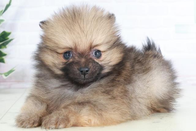 福岡県のポメラニアン (Coo&RIKU久留米店/2025年9月13日生まれ/女の子/オレンジセーブル)の子犬の3枚目の画像