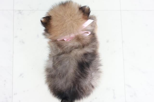 福岡県のポメラニアン (Coo&RIKU久留米店/2025年9月13日生まれ/女の子/オレンジセーブル)の子犬の4枚目の画像