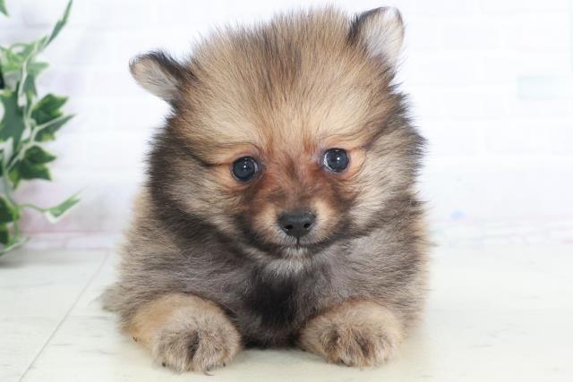 長崎県のポメラニアン (Coo&RIKU長崎浜町店/2025年9月13日生まれ/男の子/オレンジセーブル)の子犬の1枚目の画像