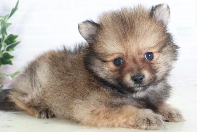 長崎県のポメラニアン (Coo&RIKU長崎浜町店/2025年9月13日生まれ/男の子/オレンジセーブル)の子犬の2枚目の画像