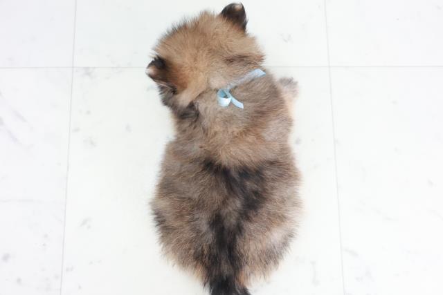 長崎県のポメラニアン (Coo&RIKU長崎浜町店/2025年9月13日生まれ/男の子/オレンジセーブル)の子犬の4枚目の画像