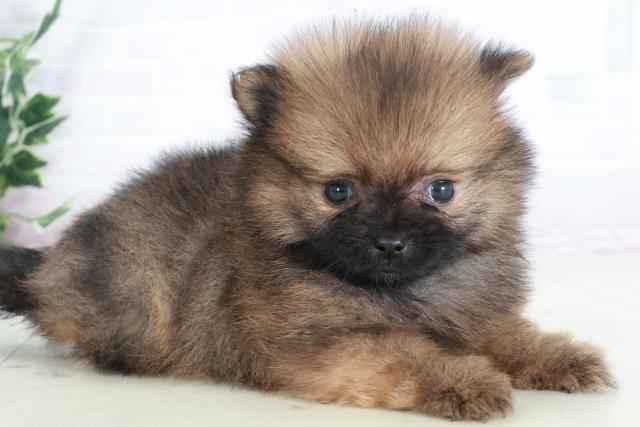 熊本県のポメラニアン (Coo&RIKU熊本店/2025年9月13日生まれ/男の子/オレンジセーブル)の子犬の2枚目の画像