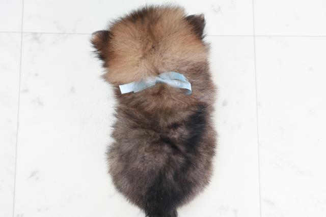 熊本県のポメラニアン (Coo&RIKU熊本店/2025年9月13日生まれ/男の子/オレンジセーブル)の子犬の4枚目の画像