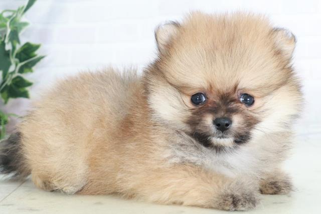 福岡県のポメラニアン (Coo&RIKU福岡西店/2025年9月13日生まれ/男の子/オレンジ)の子犬の2枚目の画像