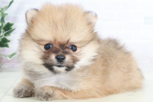 福岡県のポメラニアン (Coo&RIKU福岡西店/2025年9月13日生まれ/男の子/オレンジ)の子犬の3枚目の画像