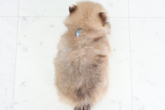 福岡県のポメラニアン (Coo&RIKU福岡西店/2025年9月13日生まれ/男の子/オレンジ)の子犬の4枚目の画像