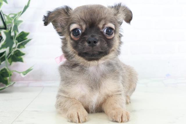 広島県のチワワ(ロング) (Coo&RIKU福山店/2025年9月13日生まれ/女の子/フォーン)の子犬の1枚目の画像