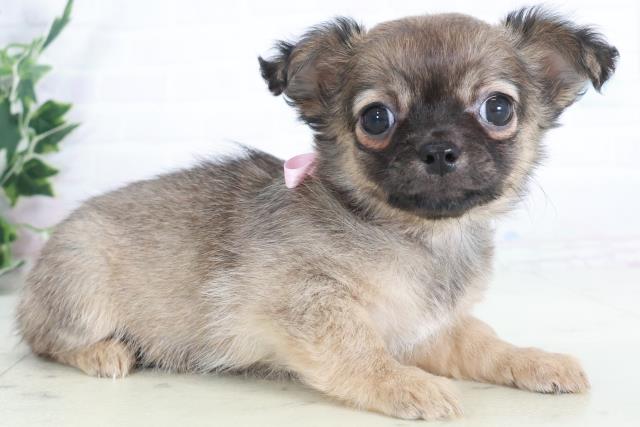 広島県のチワワ(ロング) (Coo&RIKU福山店/2025年9月13日生まれ/女の子/フォーン)の子犬の2枚目の画像