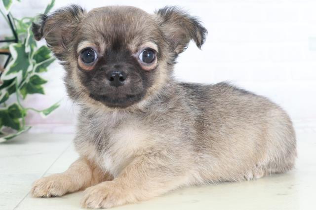 広島県のチワワ(ロング) (Coo&RIKU福山店/2025年9月13日生まれ/女の子/フォーン)の子犬の3枚目の画像