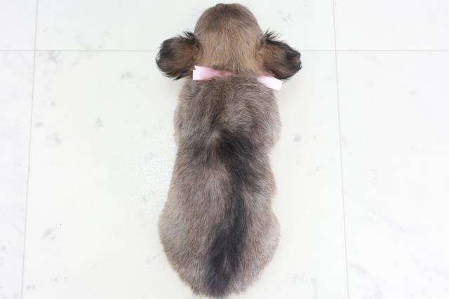 広島県のチワワ(ロング) (Coo&RIKU福山店/2025年9月13日生まれ/女の子/フォーン)の子犬の4枚目の画像