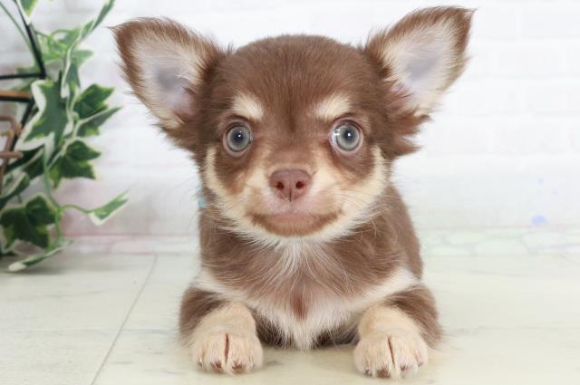 福岡県のチワワ(ロング) (Coo&RIKU福岡古賀店/2025年9月12日生まれ/男の子/チョコレートタンホワイト)の子犬の1枚目の画像