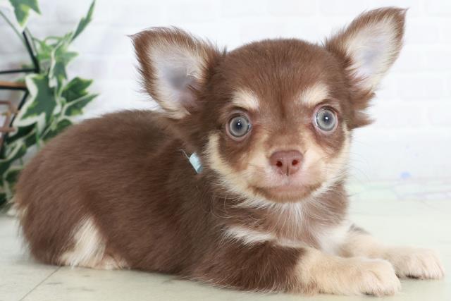 福岡県のチワワ(ロング) (Coo&RIKU福岡古賀店/2025年9月12日生まれ/男の子/チョコレートタンホワイト)の子犬の2枚目の画像