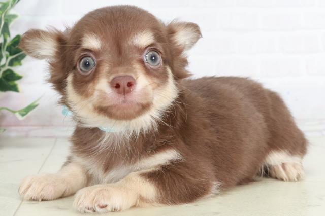 福岡県のチワワ(ロング) (Coo&RIKU福岡古賀店/2025年9月12日生まれ/男の子/チョコレートタンホワイト)の子犬の3枚目の画像