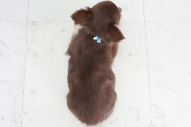 福岡県のチワワ(ロング) (Coo&RIKU福岡古賀店/2025年9月12日生まれ/男の子/チョコレートタンホワイト)の子犬の4枚目の画像