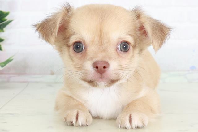 愛媛県のチワワ(ロング) (Coo&RIKU愛媛松山店/2025年9月12日生まれ/男の子/レッドホワイト)の子犬の1枚目の画像