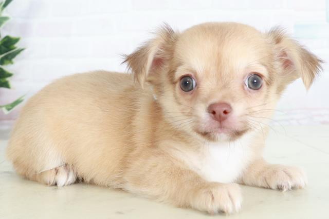 愛媛県のチワワ(ロング) (Coo&RIKU愛媛松山店/2025年9月12日生まれ/男の子/レッドホワイト)の子犬の2枚目の画像