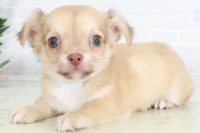 愛媛県のチワワ(ロング) (Coo&RIKU愛媛松山店/2025年9月12日生まれ/男の子/レッドホワイト)の子犬の3枚目の画像