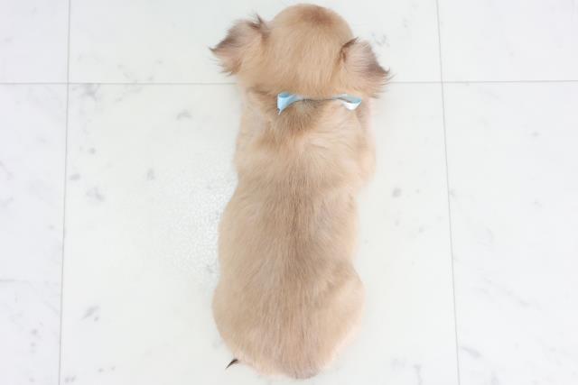 愛媛県のチワワ(ロング) (Coo&RIKU愛媛松山店/2025年9月12日生まれ/男の子/レッドホワイト)の子犬の4枚目の画像