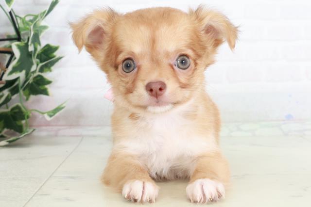 福岡県のチワワ(ロング) (Coo&RIKU大牟田店/2025年9月12日生まれ/女の子/レッドホワイト)の子犬の1枚目の画像