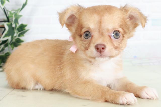 福岡県のチワワ(ロング) (Coo&RIKU大牟田店/2025年9月12日生まれ/女の子/レッドホワイト)の子犬の2枚目の画像