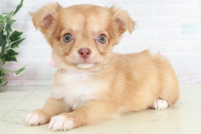 福岡県のチワワ(ロング) (Coo&RIKU大牟田店/2025年9月12日生まれ/女の子/レッドホワイト)の子犬の3枚目の画像