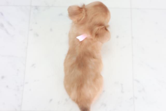 福岡県のチワワ(ロング) (Coo&RIKU大牟田店/2025年9月12日生まれ/女の子/レッドホワイト)の子犬の4枚目の画像