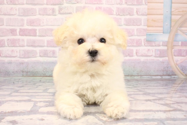 京都府のトイプードル(トイ) (Coo&RIKU京都河原町店/2025年9月14日生まれ/男の子/ホワイト)の子犬の1枚目の画像