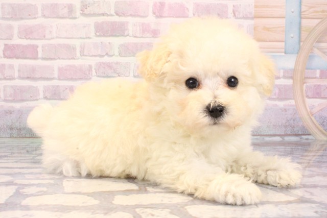 京都府のトイプードル(トイ) (Coo&RIKU京都河原町店/2025年9月14日生まれ/男の子/ホワイト)の子犬の2枚目の画像