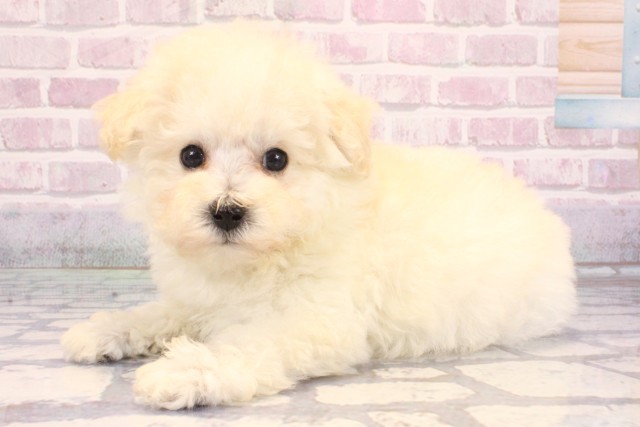 京都府のトイプードル(トイ) (Coo&RIKU京都河原町店/2025年9月14日生まれ/男の子/ホワイト)の子犬の3枚目の画像